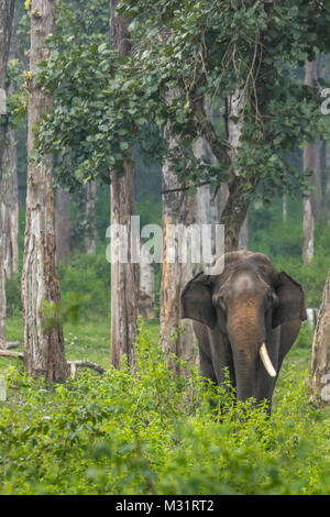 Coorg, Indien - 29. Oktober 2013: DUBARE Elephant Camp. Single Tusk männliche Elefant steht in den grünen Dschungel. Stockfoto