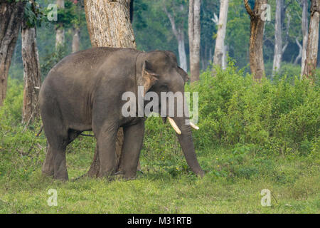 Coorg, Indien - 29. Oktober 2013: DUBARE Elephant Camp. Nahaufnahme von jungen männlichen Elefanten angekettet steht in den grünen Dschungel. Stockfoto