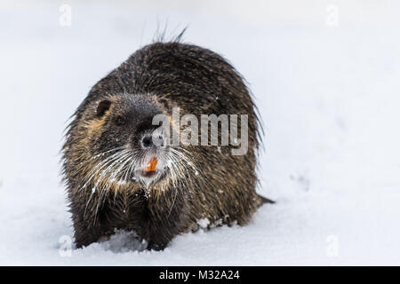 Big neugierig Nutrias (NUTRIA) auf dem Schnee. Auch als Wasser Ratte oder nutria Myocastor bekannt. Stockfoto