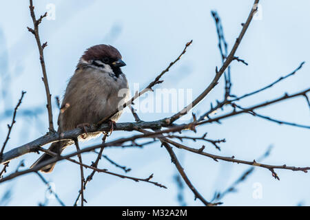 Kleiner Vogel sitzt auf einem Baum. Der haussperling Passer domesticus, bekannt auch als der gemeinsame Vogel. Stockfoto