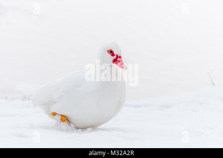 Muscovy Duck auf dem Schnee in der Nähe von gefrorenem Wasser. Pure White Bird auf weißem Schnee, high key Foto. Stockfoto