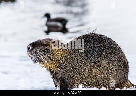 Big neugierig Nutrias (NUTRIA) auf dem Schnee. Auch als Wasser Ratte oder nutria Myocastor bekannt. Stockfoto