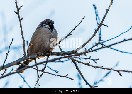 Kleiner Vogel sitzt auf einem Baum. Der haussperling Passer domesticus, bekannt auch als der gemeinsame Vogel. Stockfoto