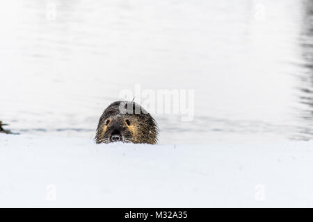 Big neugierig Nutrias (NUTRIA) auf dem Schnee in der Nähe des Flusses. Auch als Wasser Ratte oder nutria Myocastor bekannt. Stockfoto