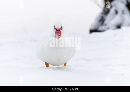 Muscovy Duck auf dem Schnee in der Nähe von gefrorenem Wasser. Pure White Bird auf weißem Schnee, high key Foto. Stockfoto