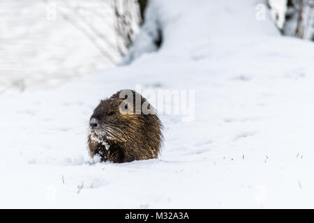 Big neugierig Nutrias (NUTRIA) auf dem Schnee. Auch als Wasser Ratte oder nutria Myocastor bekannt. Stockfoto