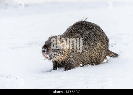 Big neugierig Nutrias (NUTRIA) auf dem Schnee. Auch als Wasser Ratte oder nutria Myocastor bekannt. Stockfoto