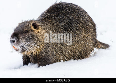 Big neugierig Nutrias (NUTRIA) auf dem Schnee. Auch als Wasser Ratte oder nutria Myocastor bekannt. Stockfoto