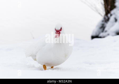 Muscovy Duck auf dem Schnee in der Nähe von gefrorenem Wasser. Pure White Bird auf weißem Schnee, high key Foto. Stockfoto