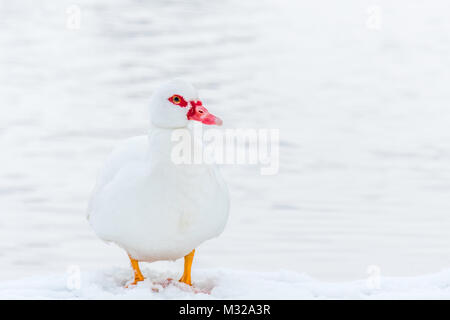 Muscovy Duck auf dem Schnee in der Nähe von gefrorenem Wasser. Pure White Bird auf weißem Schnee, high key Foto. Stockfoto