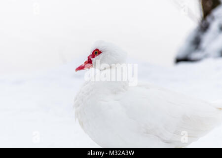 Muscovy Duck auf dem Schnee in der Nähe von gefrorenem Wasser. Pure White Bird auf weißem Schnee, high key Foto. Stockfoto