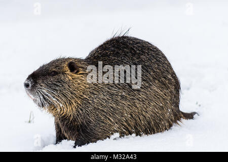 Big neugierig Nutrias (NUTRIA) auf dem Schnee. Auch als Wasser Ratte oder nutria Myocastor bekannt. Stockfoto