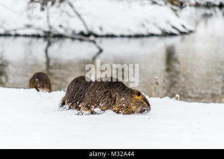 Big neugierig Nutrias (NUTRIA) auf dem Schnee in der Nähe des Flusses. Auch als Wasser Ratte oder nutria Myocastor bekannt. Stockfoto