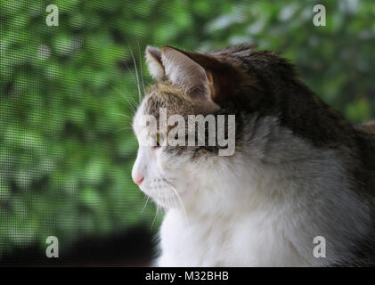 Inländische graue und weiße Katze, die Seite im Fenster Stockfoto