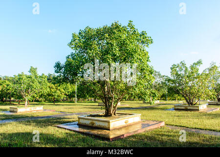 Foto der jungen Banyan Bäume Stockfoto