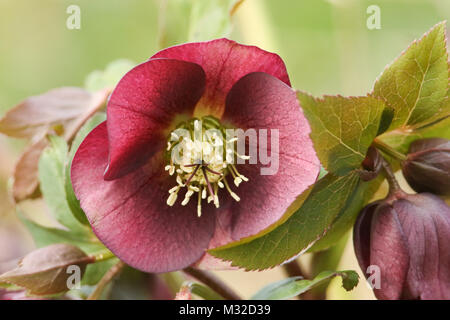 Eine atemberaubende rote Christrose Helleborus. Stockfoto