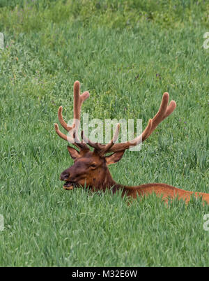 Männliche amerikanische Elk (Cervus canadensis) im Sommer mit Samt am Geweih. Stockfoto