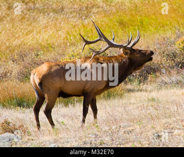 Stier amerikanische Elk (Cervus canadensis) einen unverwechselbaren 'horn' während der Brutzeit oder Rut vocalise. Stockfoto