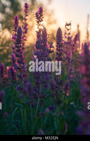 Purple Sage bush Nahaufnahme Hintergrund im Licht der aufgehenden Sonne Stockfoto