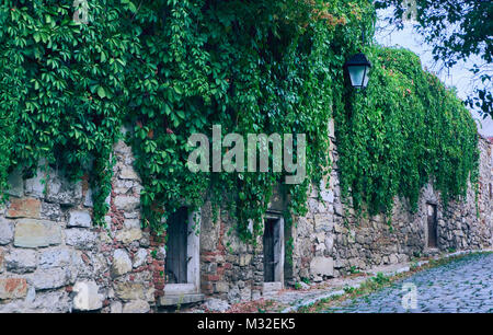 Virginia Creeper auf dem Stein Wand Hintergrund Stockfoto