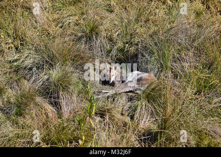 Junge cute wild grau Känguru schlafen auf das Gras in Bunya Nationalpark, Queensland, Australien Stockfoto