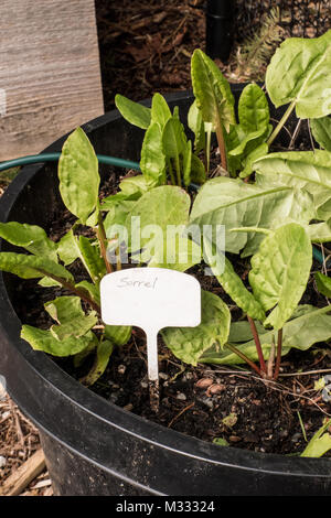 Gemeinsame Sauerampfer wächst in einem über-wintered Container in Issaquah, Washington, USA Stockfoto