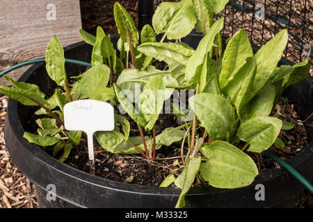 Gemeinsame Sauerampfer wächst in einem über-wintered Container in Issaquah, Washington, USA Stockfoto