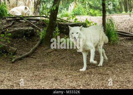 Weiß Grau Wolf in den Woodland Park Zoo, Seattle, Washington, USA Stockfoto