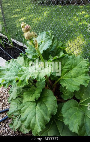 Über-wintered Rhabarber Pflanzen, die im Frühling in Issaquah, Washington, USA verschraubt ist. Wählt nicht die Blumen ihre Ernte zu begrenzen. Stockfoto