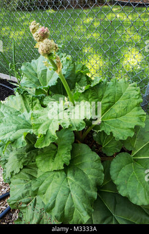 Über-wintered Rhabarber Pflanzen, die im Frühling in Issaquah, Washington, USA verschraubt ist. Wählt nicht die Blumen ihre Ernte zu begrenzen. Stockfoto