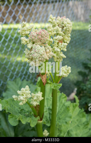 Über-wintered Rhabarber Pflanzen, die im Frühling in Issaquah, Washington, USA verschraubt ist. Wählt nicht die Blumen ihre Ernte zu begrenzen. Stockfoto