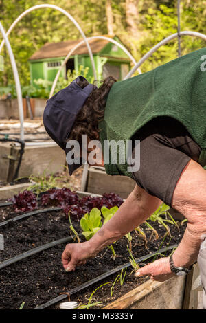 Frau einpflanzen Karotten Samen in einem erhöhten Bett Garten in Issaquah, Washington, USA Stockfoto