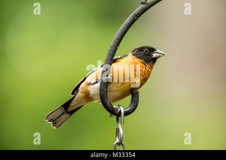 Männlich Black-headed Grosbeak, die gerade suet Essen war aus einem Protokoll nierenfettzufuhr unter ihm, im Frühling in Issaquah, Washington, USA Stockfoto