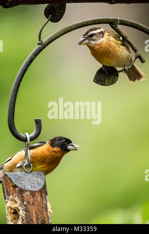 Männlich und weiblich Black-headed Grosbeaks essen von einem nierenfettzufuhr im Frühling in Issaquah, Washington, USA anmelden Stockfoto