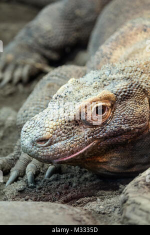 Komodo Dragon, auch als die Komodo Monitor, in der Woodlands Park Zoo, Seattle, Washington, USA, bekannt. Die Komodo Drache nutzt seine Zunge zu erkennen, ta Stockfoto