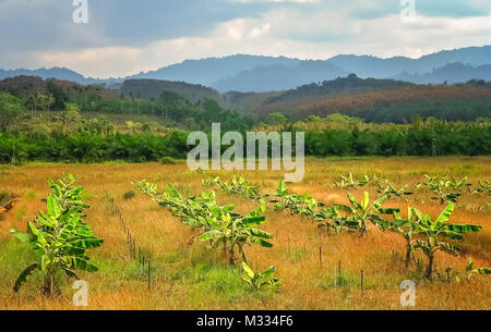 Reihe kleiner vor kurzem gepflanzt Bananenstauden auf einer Plantage in Thailand Stockfoto