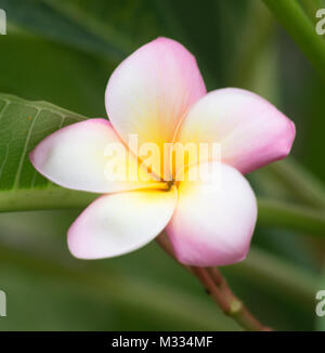 Nahaufnahme von frangipani Blüten Stockfoto