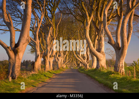 Zeilen mit altem Baumbestand entlang einer Straße in den dunklen Hecken in Nordirland. Im morgendlichen Sonnenlicht fotografiert. Stockfoto