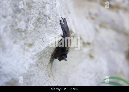 Bat an der Wand Stockfoto