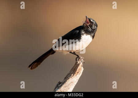 Willie Bachstelze singen beim Sitzen auf dem Baumstumpf toodyay Western australia Australien Stockfoto