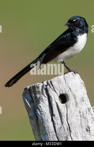 Willie bachstelze Portrait auf alte Zaunpfosten toodyay Western Australien Australien sitzen Stockfoto