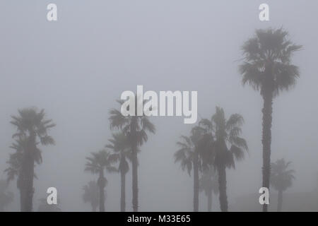 Palmen umgeben von dicken Küstennebel Stockfoto