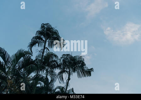 Palm Wald auf dem Blatt unten mit blauem Himmel mit Wolken. Stockfoto