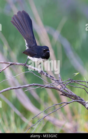 Willie bachstelze Portrait auf alte Zaunpfosten toodyay Western Australien Australien sitzen Stockfoto