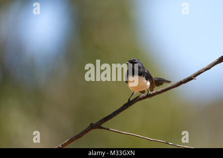 Willie bachstelze Portrait auf Ast toodyay Western Australien Australien sitzen Stockfoto