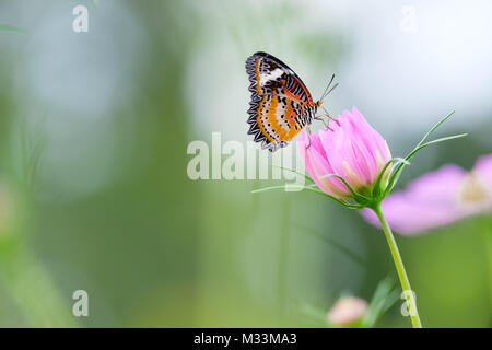 Monarch butterfly auf der Suche nach Nektar auf ein Kosmos Blume mit Kopie Platz, schönes Bild. Stockfoto