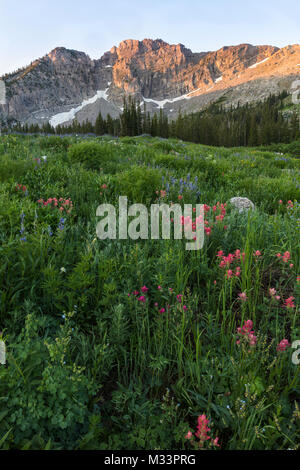 Sommer Wildblumen, Albion Becken, Little Cottonwood Canyon, Utah Stockfoto