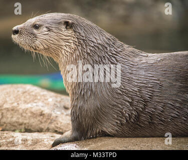 Cute Otter mit viel Platz für Kopie isoliert. Stockfoto