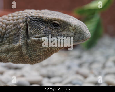 Nahaufnahme der Waran, Komodo Drachen, Kopf in den Zoo Stockfoto