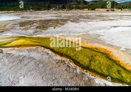 Warmes Wasser aus heissen Quellen unterstützt bunte das mikrobielle Wachstum. Yellowstone National Park, Wyoming, USA Stockfoto